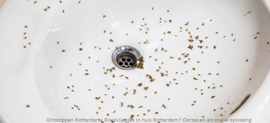 Rioolvliegjes in huis Rotterdam? Oorzaken en snelle oplossing